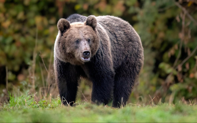 Medvetámadásban életét vesztette egy fiatal nő a romániai Bucsecs-hegységben